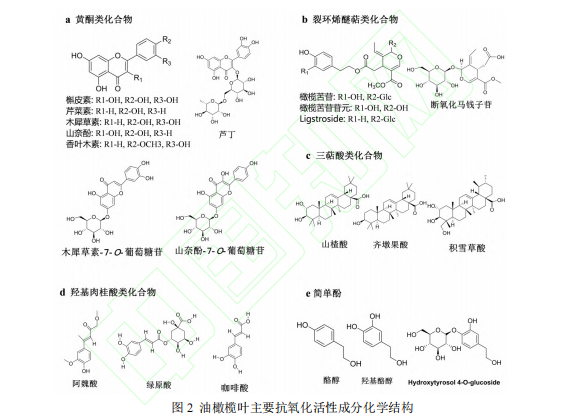 油橄榄叶活性成分